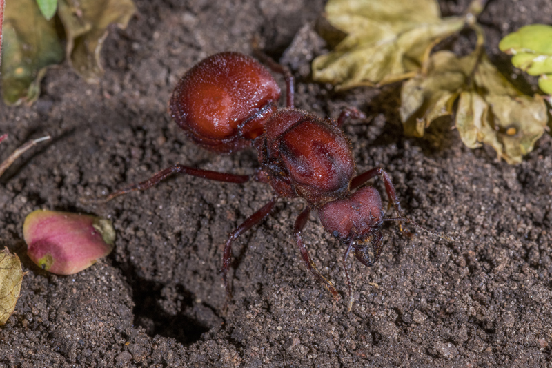 Bonito - Photo by Hudson Garcia (13)